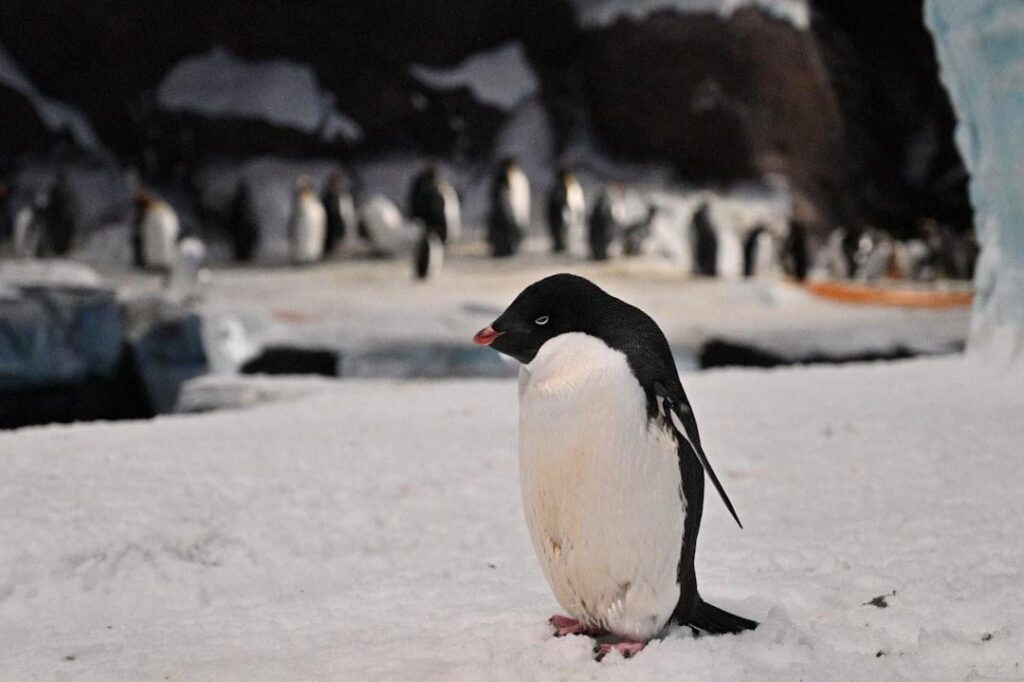 All-Natural Geoengineering with Frank Herbert's Dune & Penguins