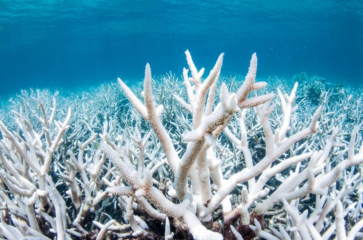 Coral bleaching