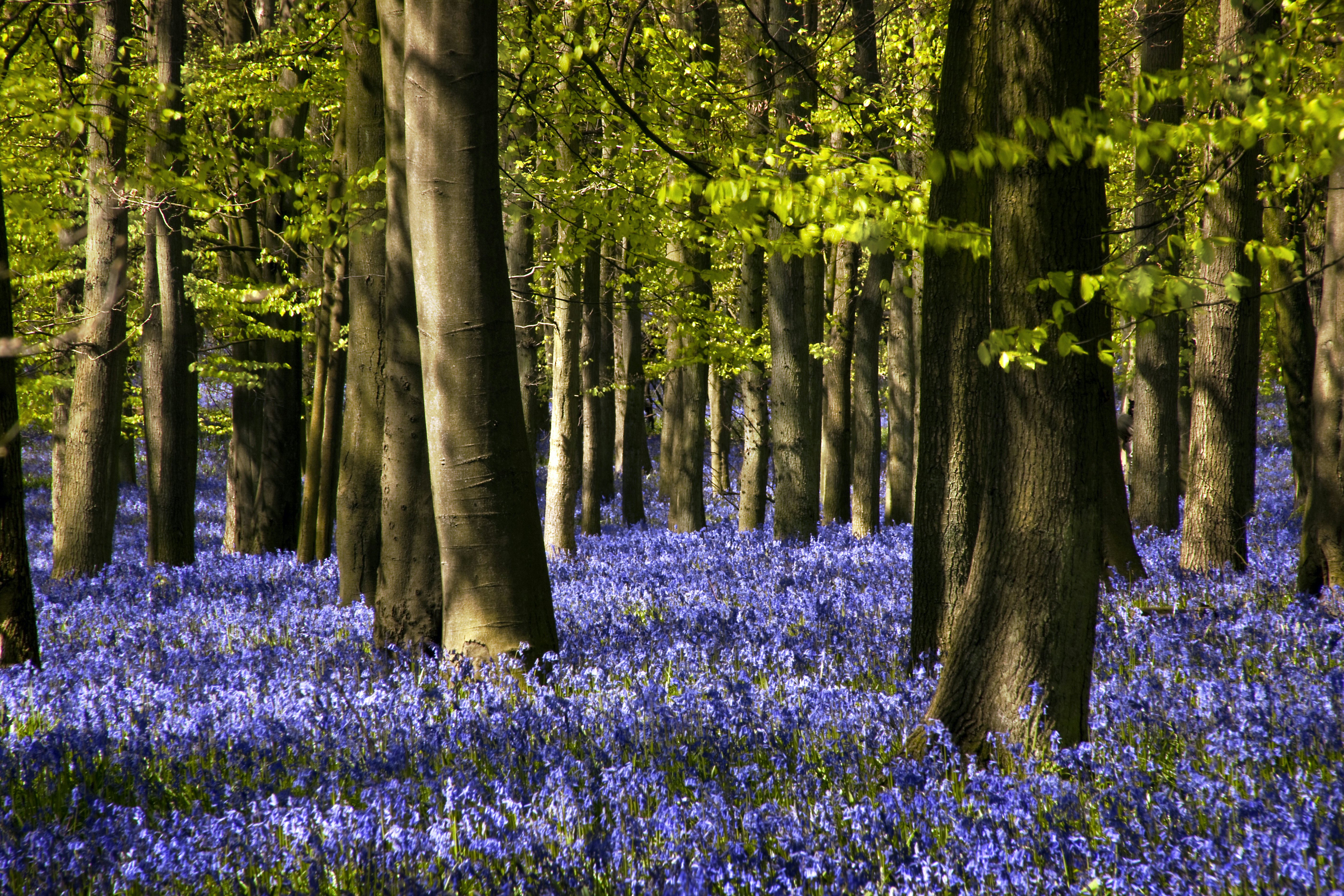 Bluebells among the trees on the Ashridge Estate in the Chiltern Hills, Great Britain.