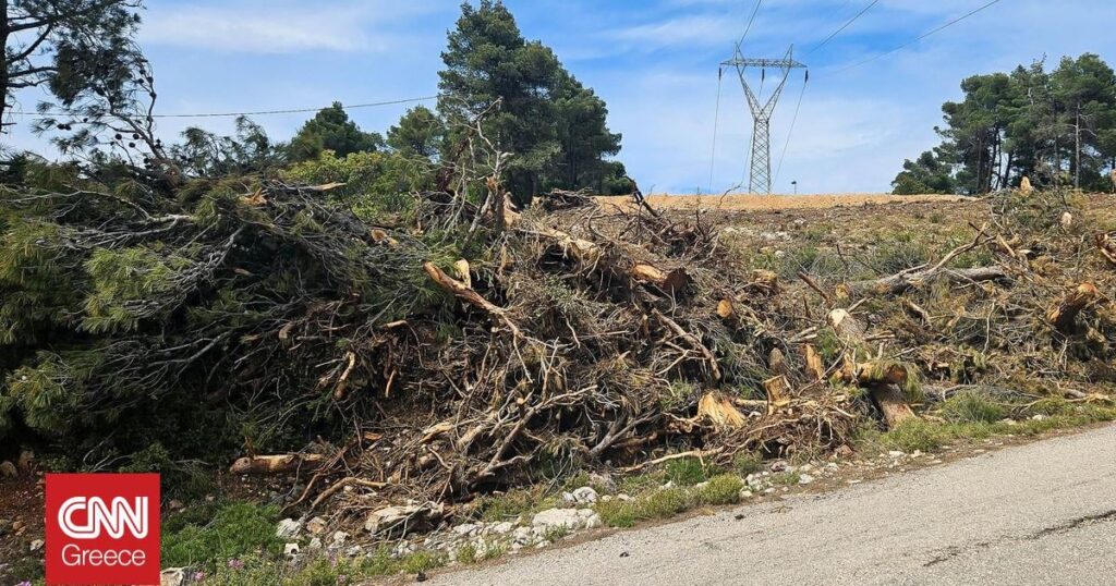 Up to 2,000 euros fine for gross plots: What the new bill provides