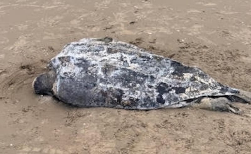 The remains of a leatherback turtle on Portmarnock beach. Photograph: Karen Walsh