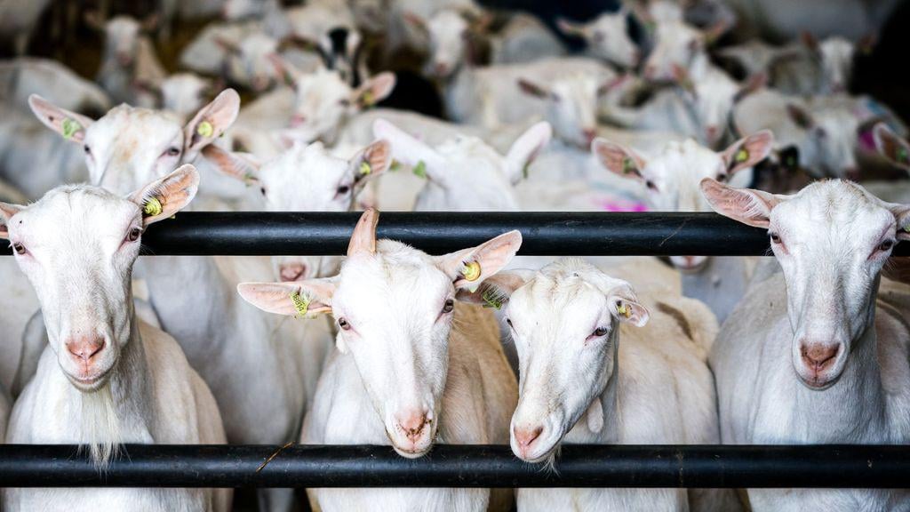 Gelderland municipalities ignore advice: new construction at goat farms after all