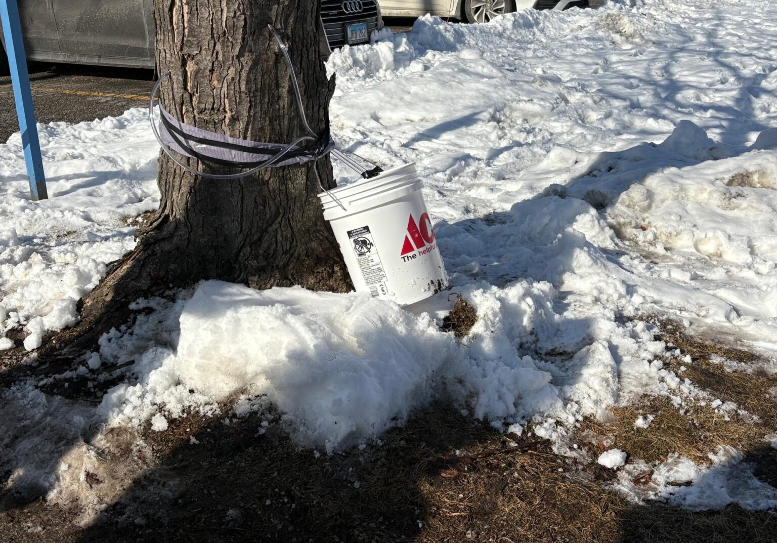 Native maple tapping workshop explores environment
