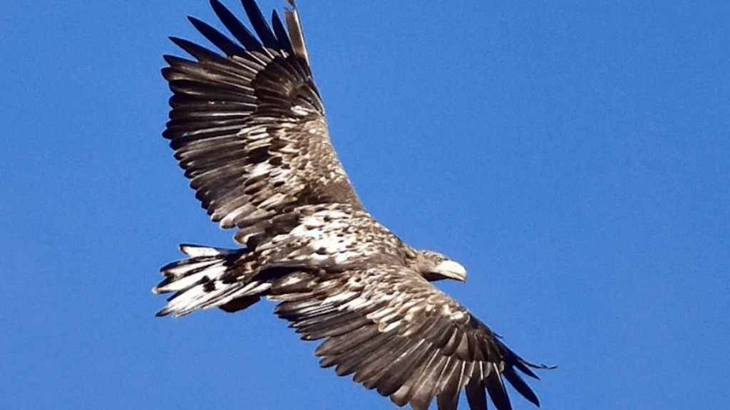 Sea eagles' nest tree felled with a chainsaw