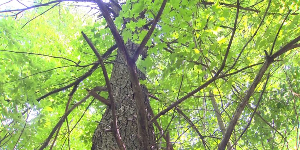 Bill limiting state environmental regulations signed into law