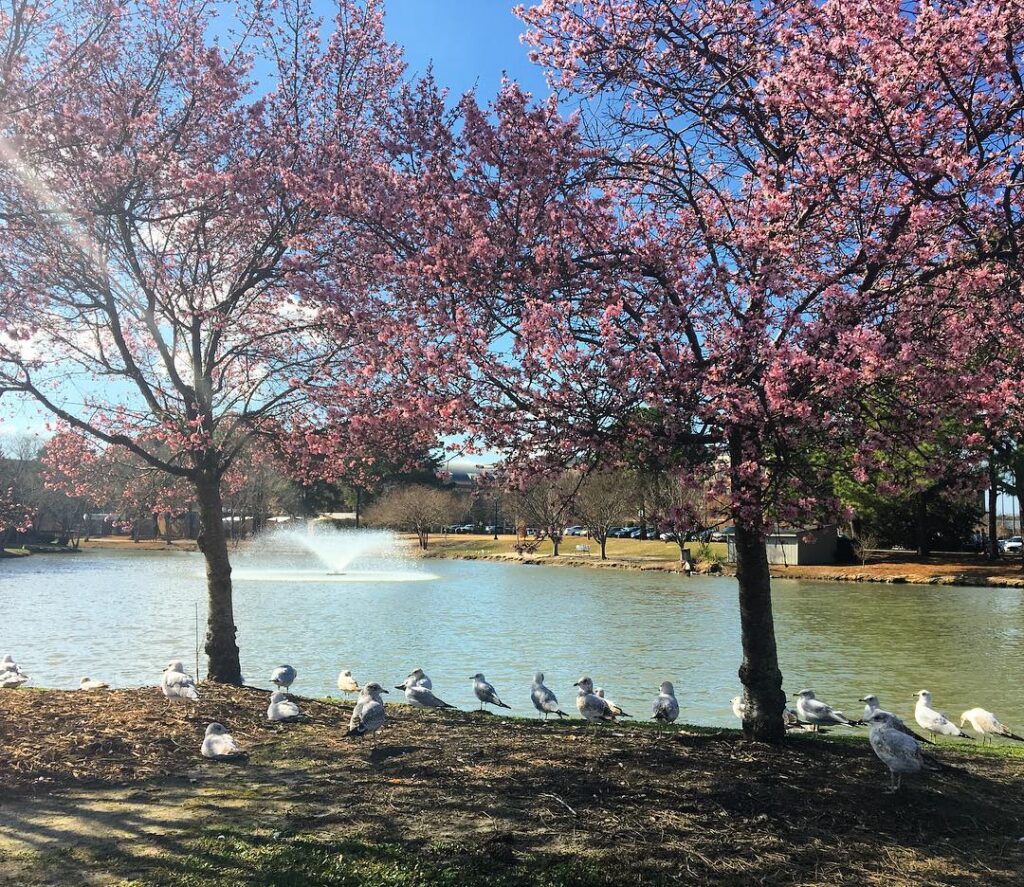 Quack Back at Cancer Walk - An interactive community walk for awareness, education, and prevention