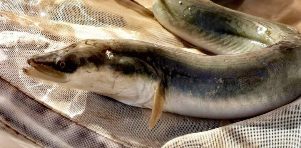 Spain will continue fishing for eels until they become extinct