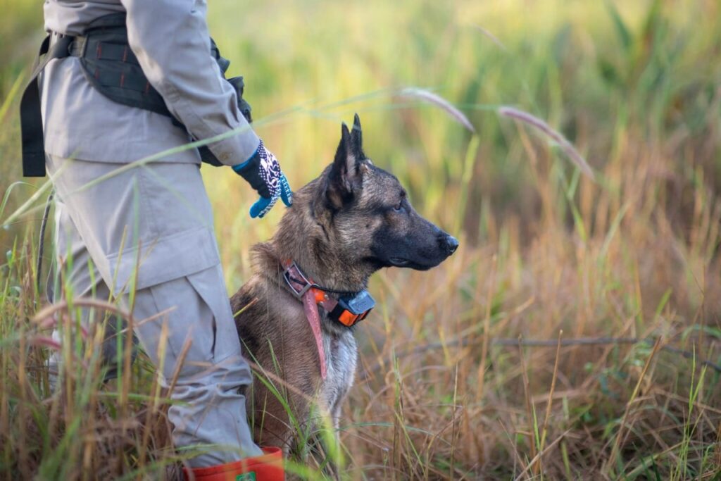 Norwegian People’s Aid sends Cambodian mine-sniffing dogs to Bosnia