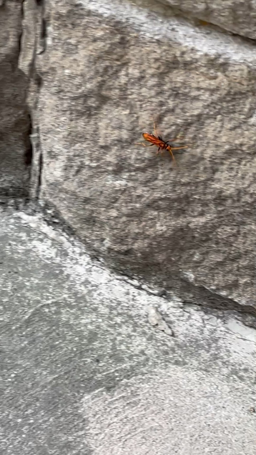What is this thing?