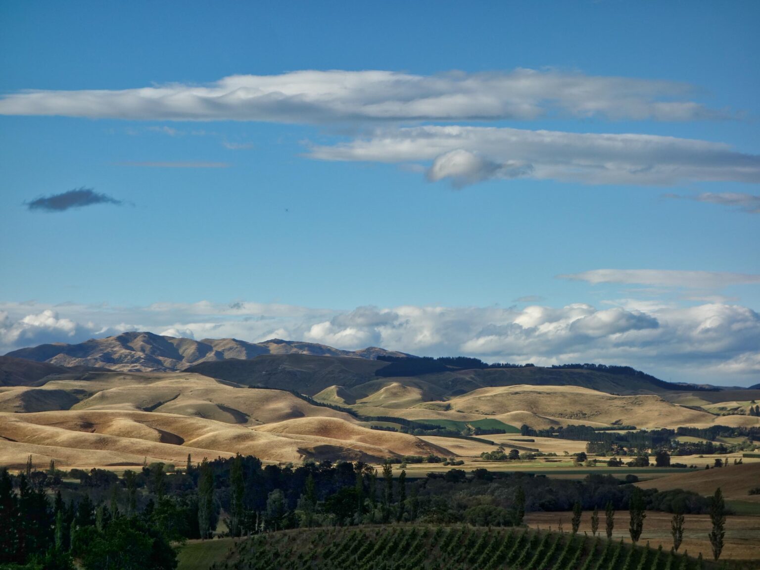 The Refined Shape of New Zealand Pinot Noir : Vinography