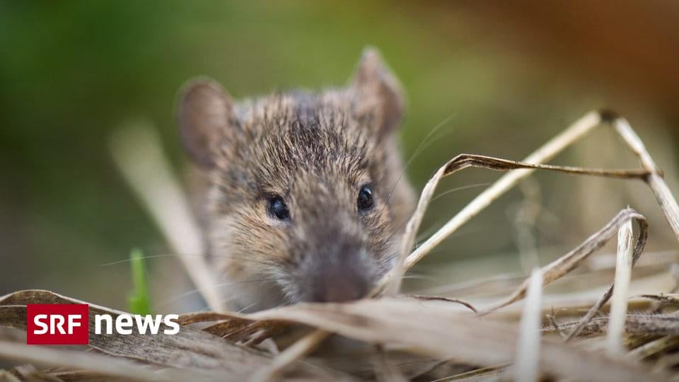 In some Swiss communities, mouse catchers still receive a small reward for each mouse tail they hand in. The tradition is old, but still alive in many places.