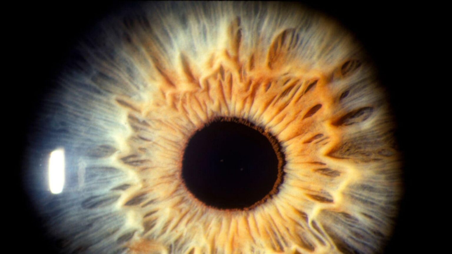 Lab-grown retinas uncover secret behind high-definition human eyesight development
