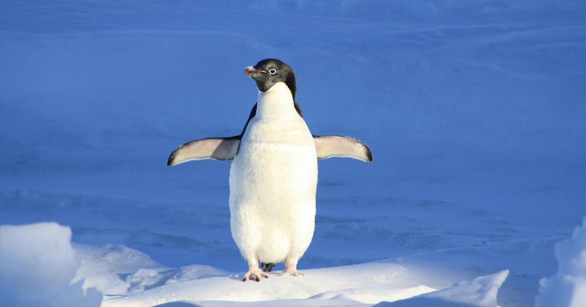 A penguin in Antarctica