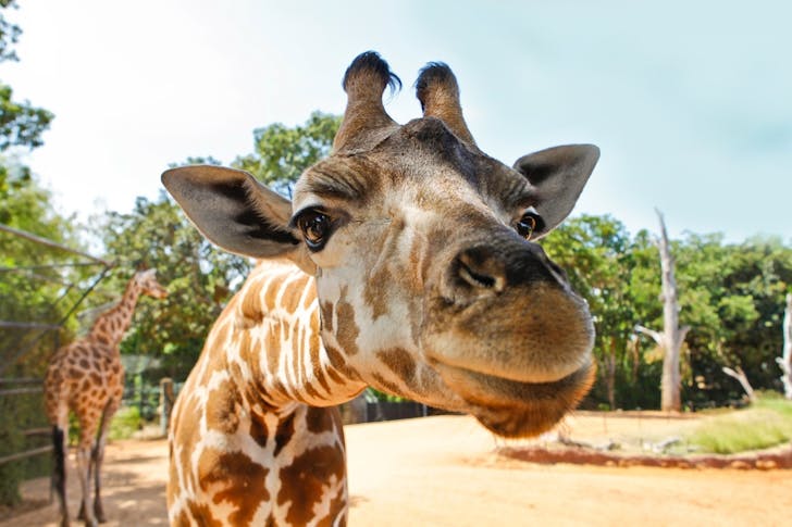 Perth Zoo