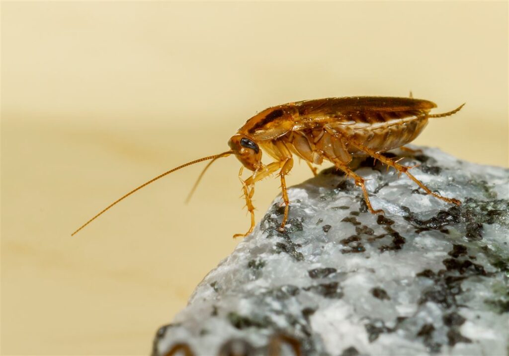 Cockroaches spread more than unease, with allergies, asthma and bacteria are major health risks