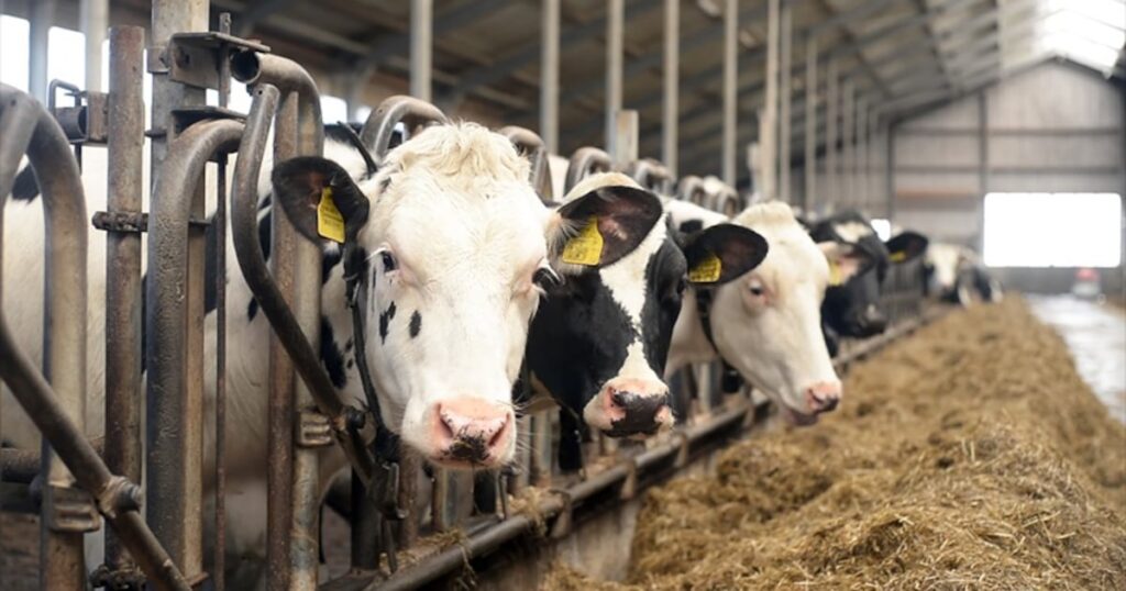 Japan approves methane-cutting feed additive under J-Credit scheme