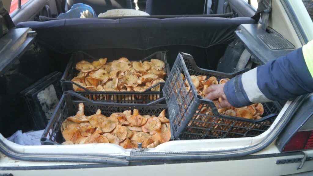 Mushroom Foraging is Big Business in Bosnia, But Often Out of Sight