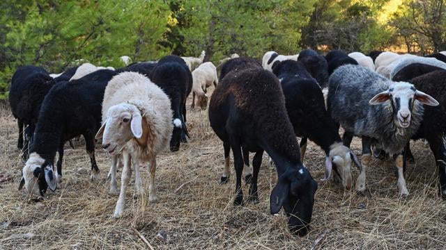 The epidemic that threatens feta and the Greek economy