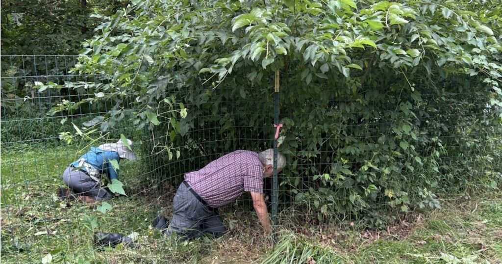 Master Watershed Steward Stephen Hinds Helps Restore Riverbanks In Delaware County