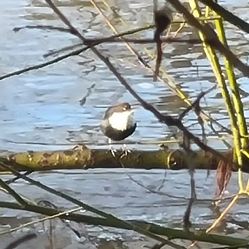 A dipper on the banks of the river Nore. Photograph: Colm Costello