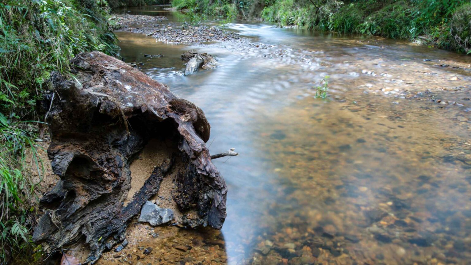 Toitū ngā taonga waimāori: cultural keystone species, Māori livelihoods and climate change | Earth Sciences New Zealand