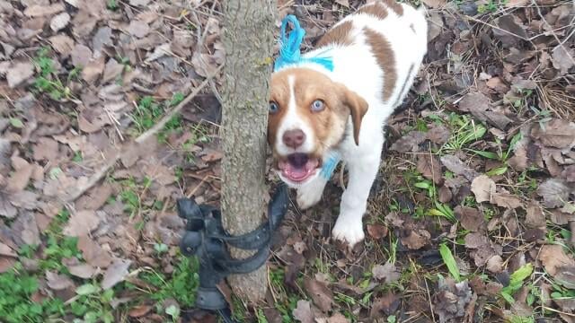 They sexually abused a three-month-old puppy in Karditsa - They are looking for DNA on the perpetrator's belt