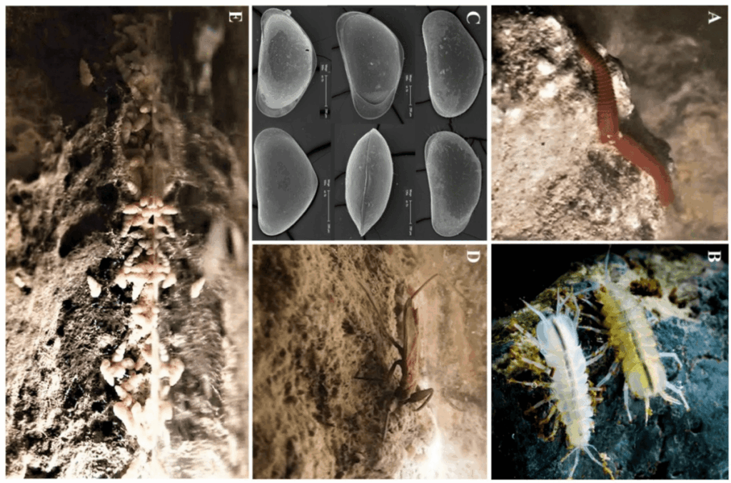 "Dark and eerie, the air is thick with toxic gases. It’s murky and tepid, acrid and pungent. Life shouldn't survive here – yet life doesn't just survive – it thrives"