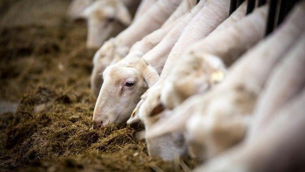 The government's inexplicable, persistent opposition to vaccination and the 17,000,000 goats and sheep ghosts: European Food Safety Authority exposes the false figures in Greece, the obfuscation of unlicensed vaccines and the tacit acceptance of illegal vaccination