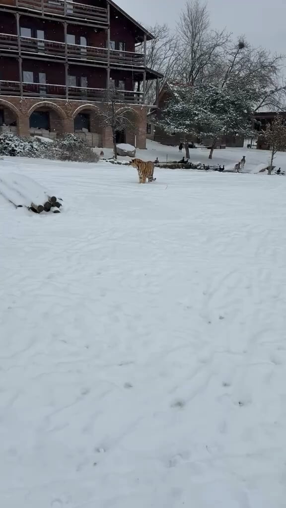 Tiger in a yard in Dâmbovița