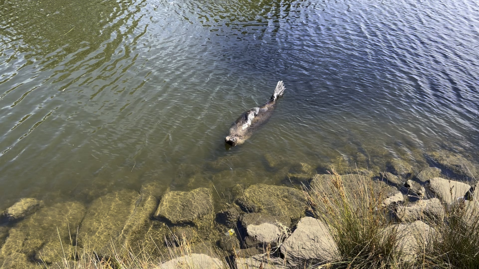 An Australian fur seal living its best life in the Maribyrnong.