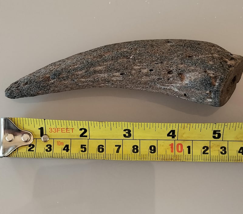 Animal horn, probably from a cow. Photograph: John Doherty