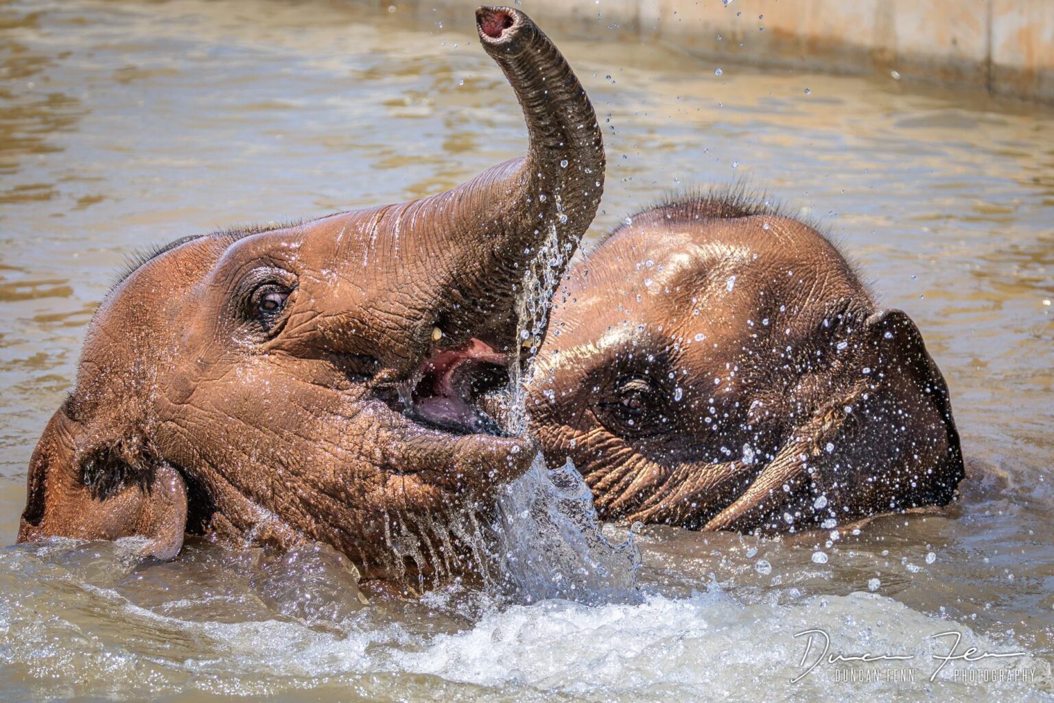 The new elephant enclosure at Werribee Zoo is fantastic. They even get their own private pool.
