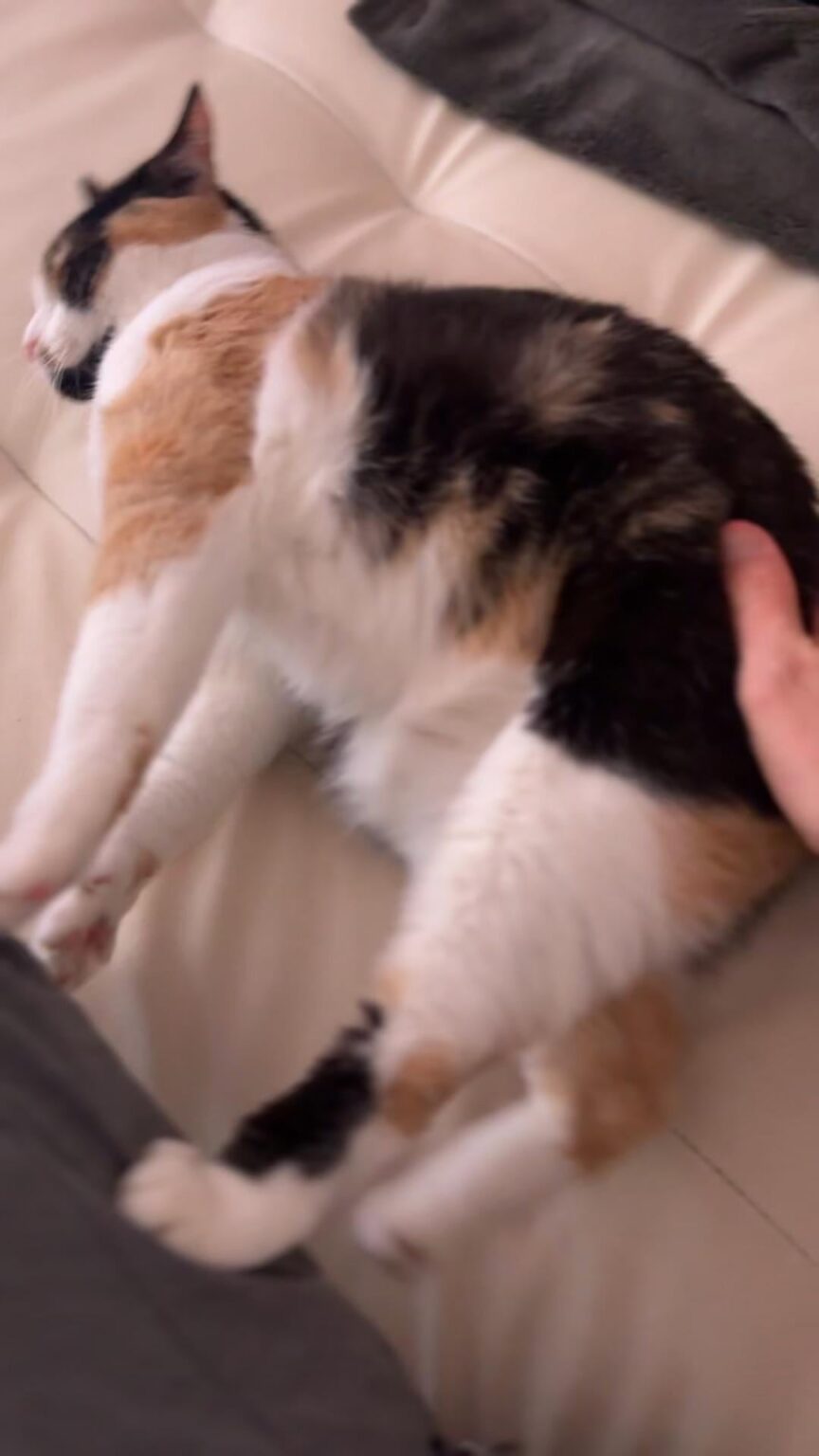 Catbot