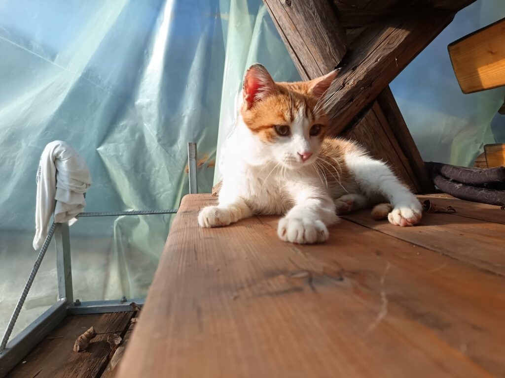 Kitten Lino up for adoption 😺