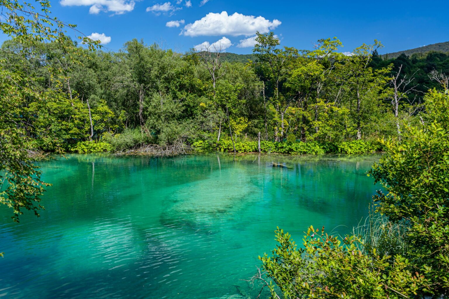 Did You Know Croatia is Home to one of Europe's Last Rainforests?