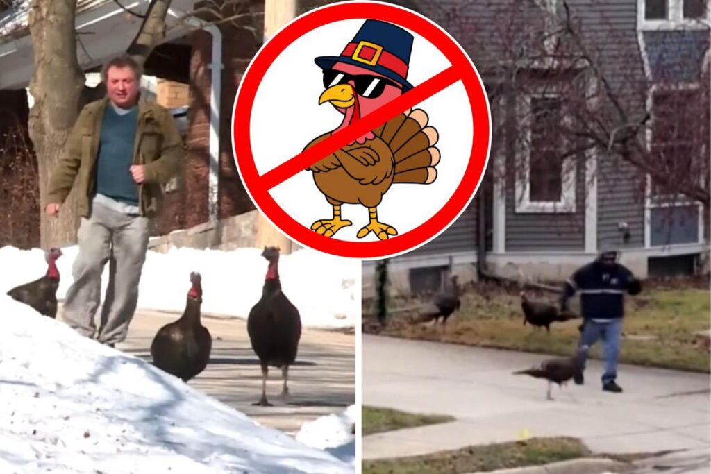 Wild Turkey's In Wisconsin Attacking Children and Stopping Traffi