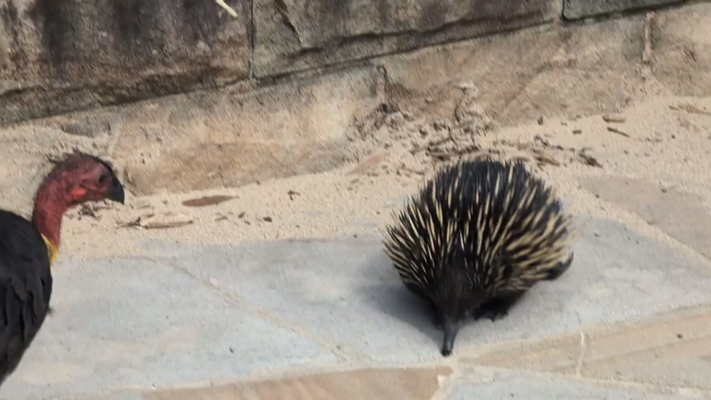 The bush turkeys seemed intrigued by their spiky neighbour