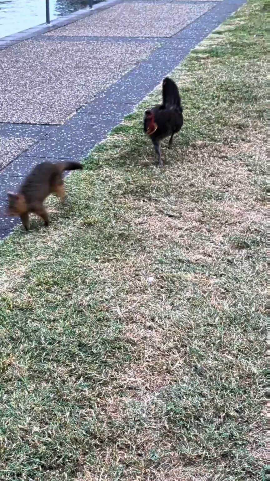 I thought these 2 would be friends.