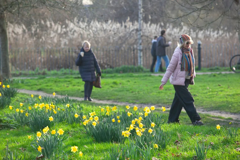 Walkers on Clapham Common, south London, go past open daffodils as milder weather replaces the rain.
