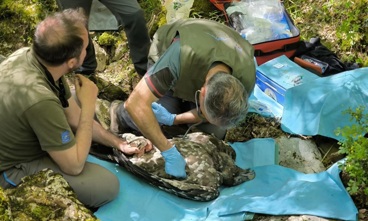 Bearded vulture chick marks Spain’s first wild hatch in 100 years