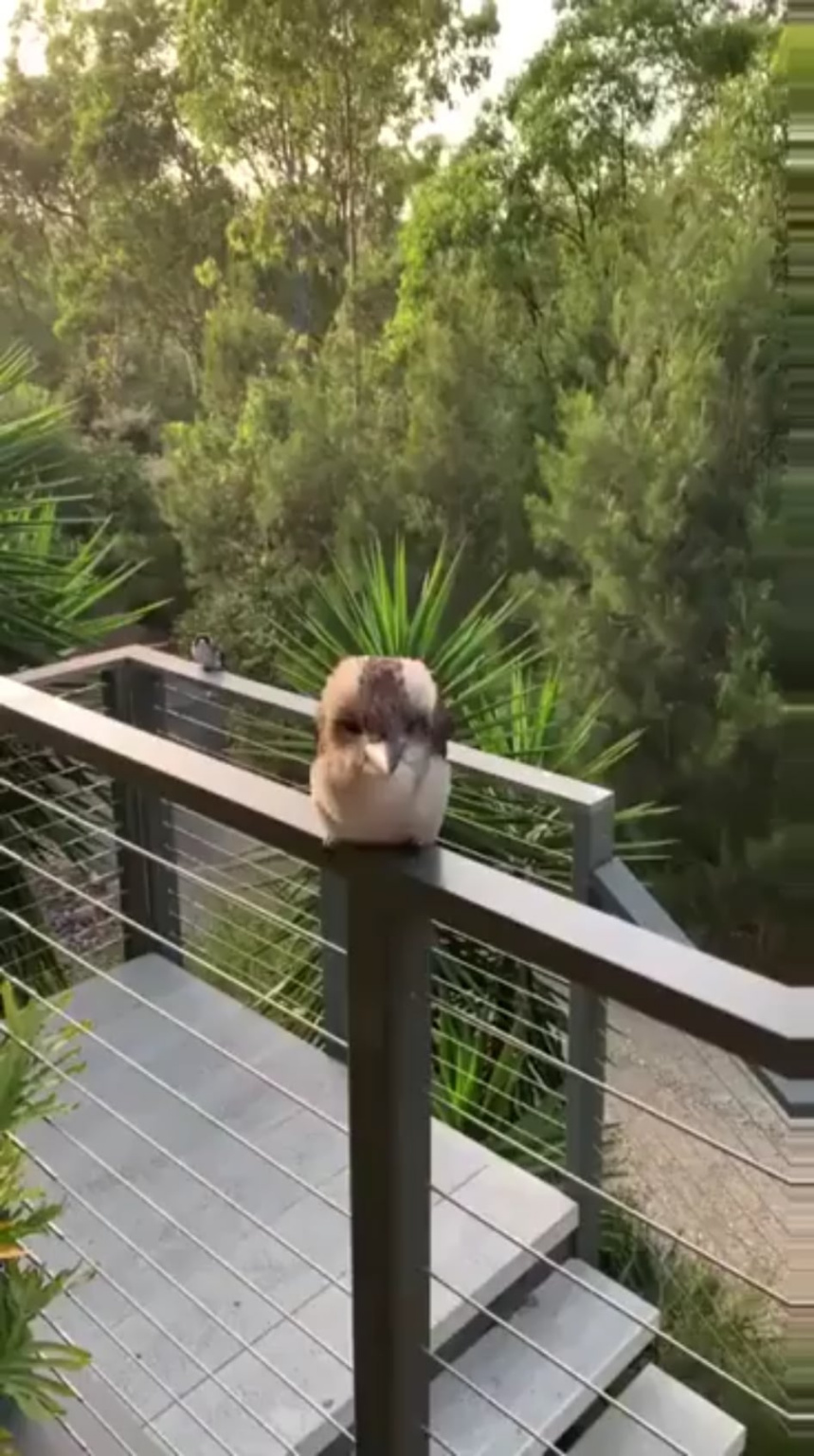 Baby Kookaburra