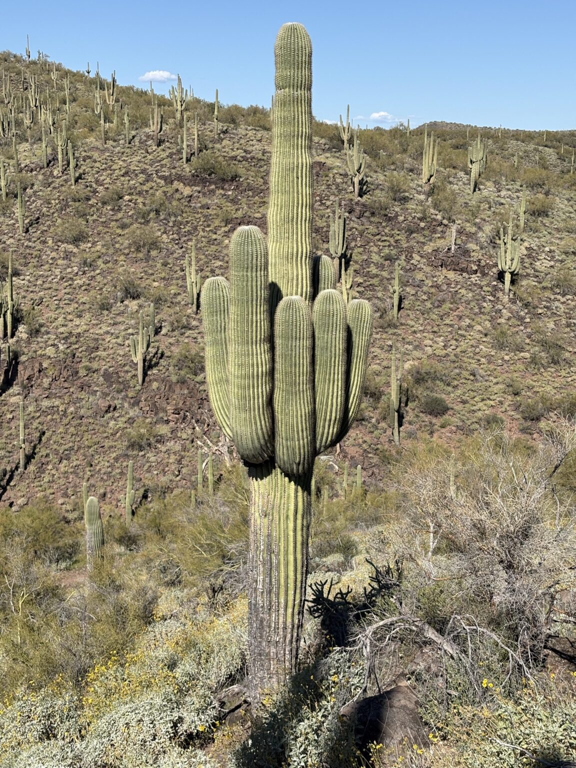 Flipped off by a saguaro while hiking in Arizona