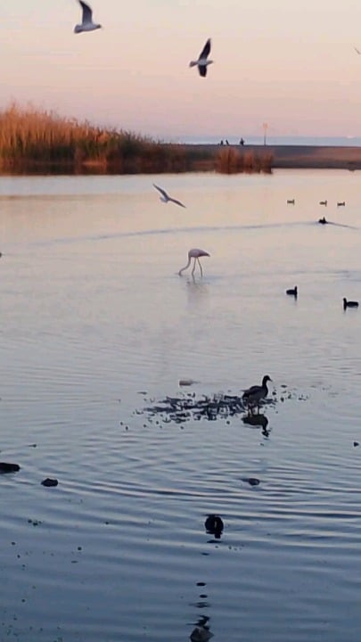 flamingo lost in the lagoon, Vera Playa
