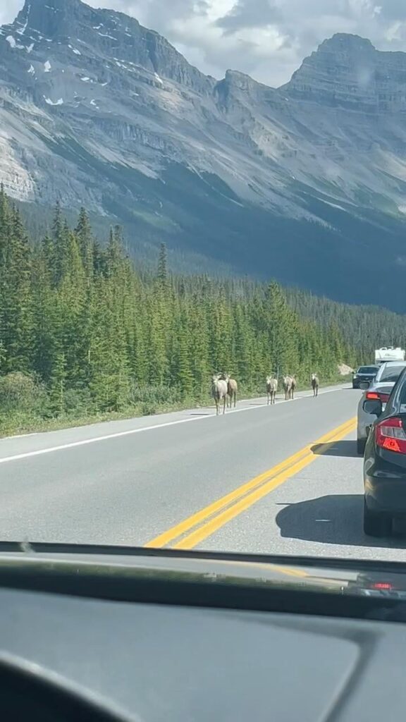 Bighorn sheep had the right of way on this mountain highway in the Canadian Rockies.