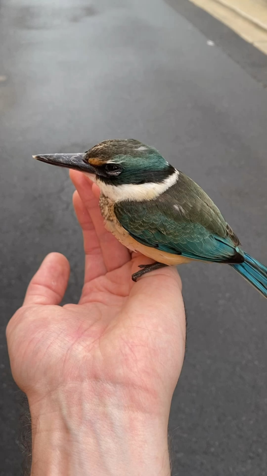 Bizarre Kingfisher encounter on my run.