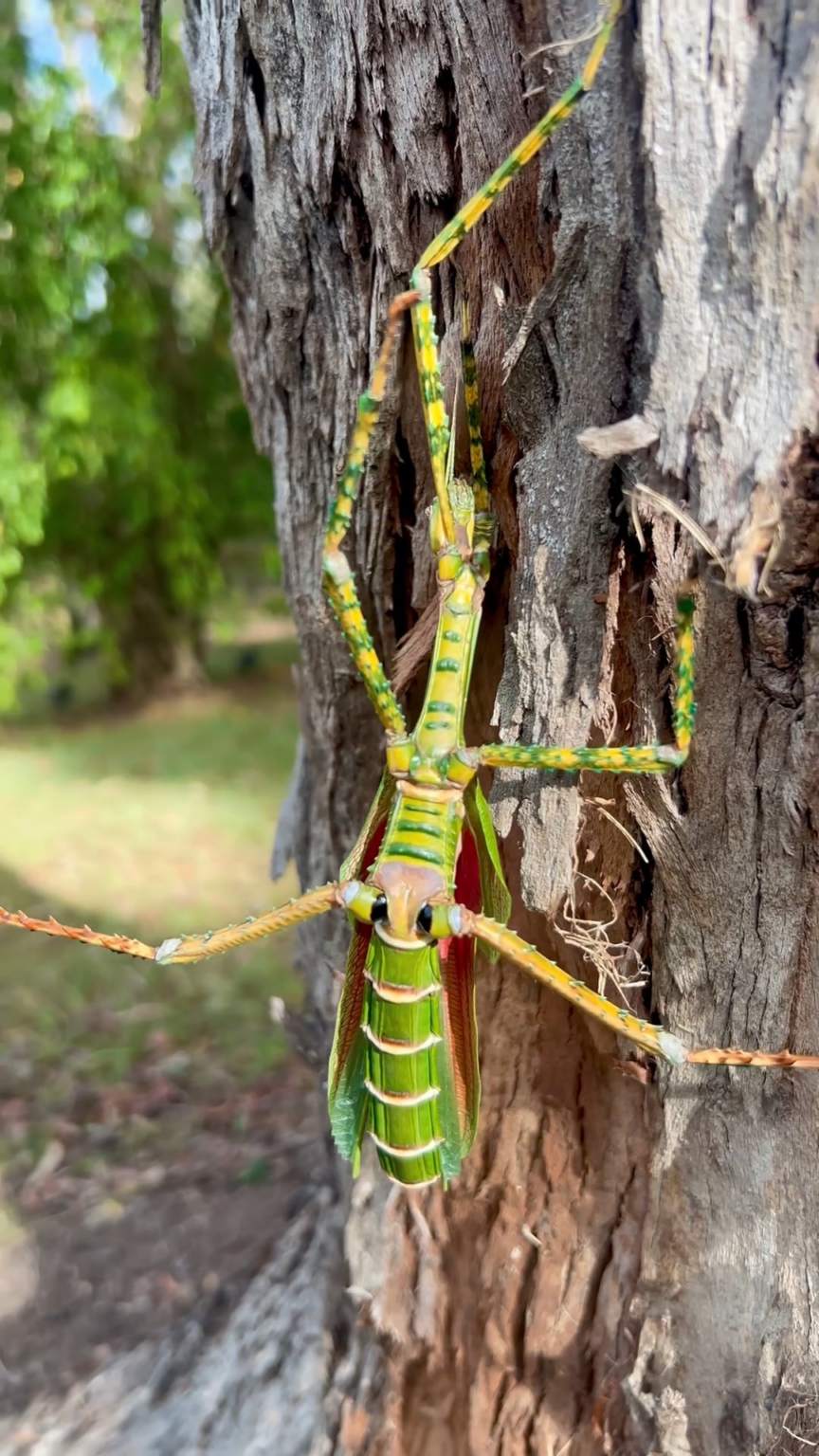 Flashed by a  kickboxing Goliath Stick Insect