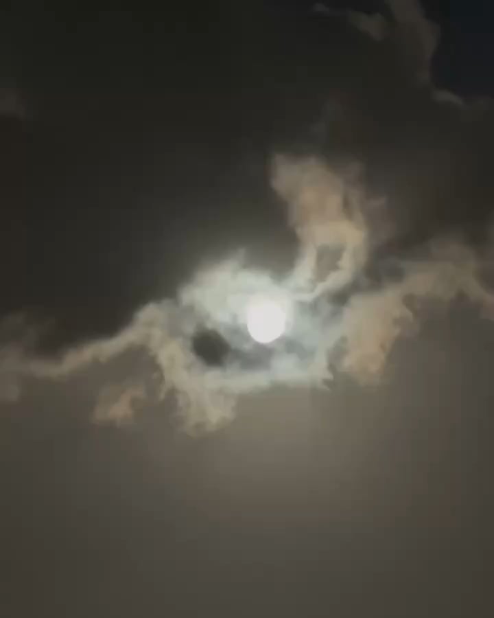 Caught a sky puppy making its nightly commute over Melbourne. 🦇🌙