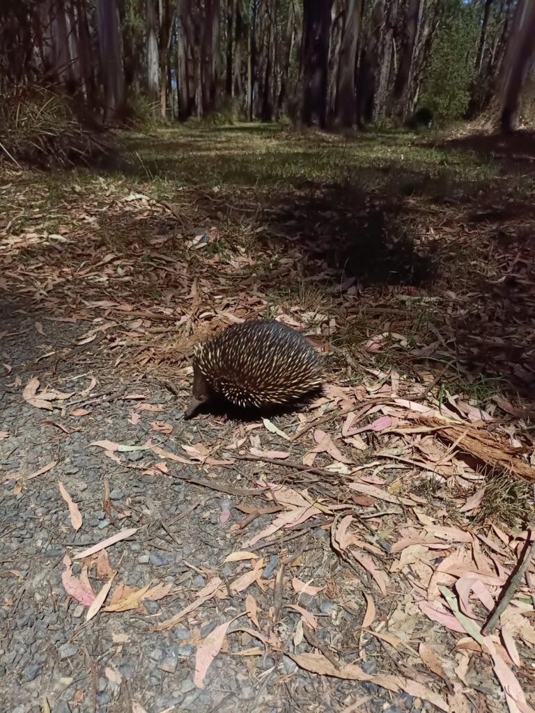 Dandenong natives