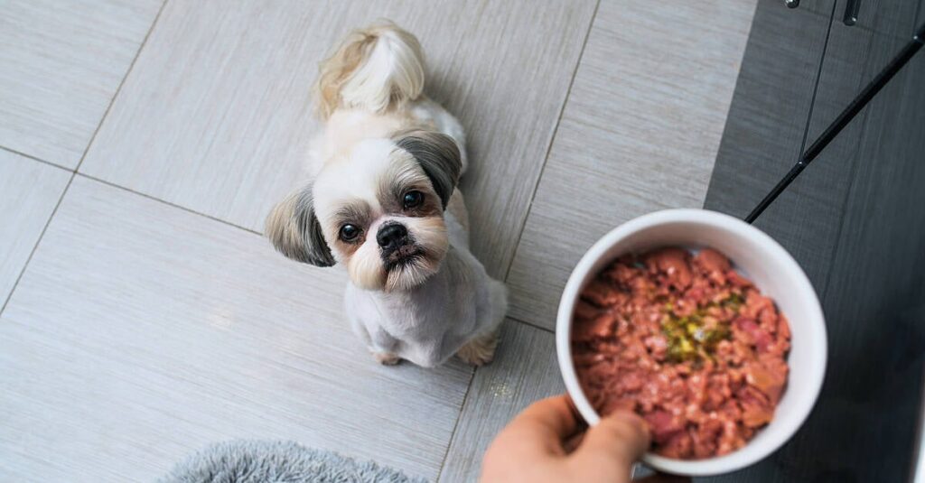 Dog Food Maker Ollie Acquired By Spain’s Agrolimen