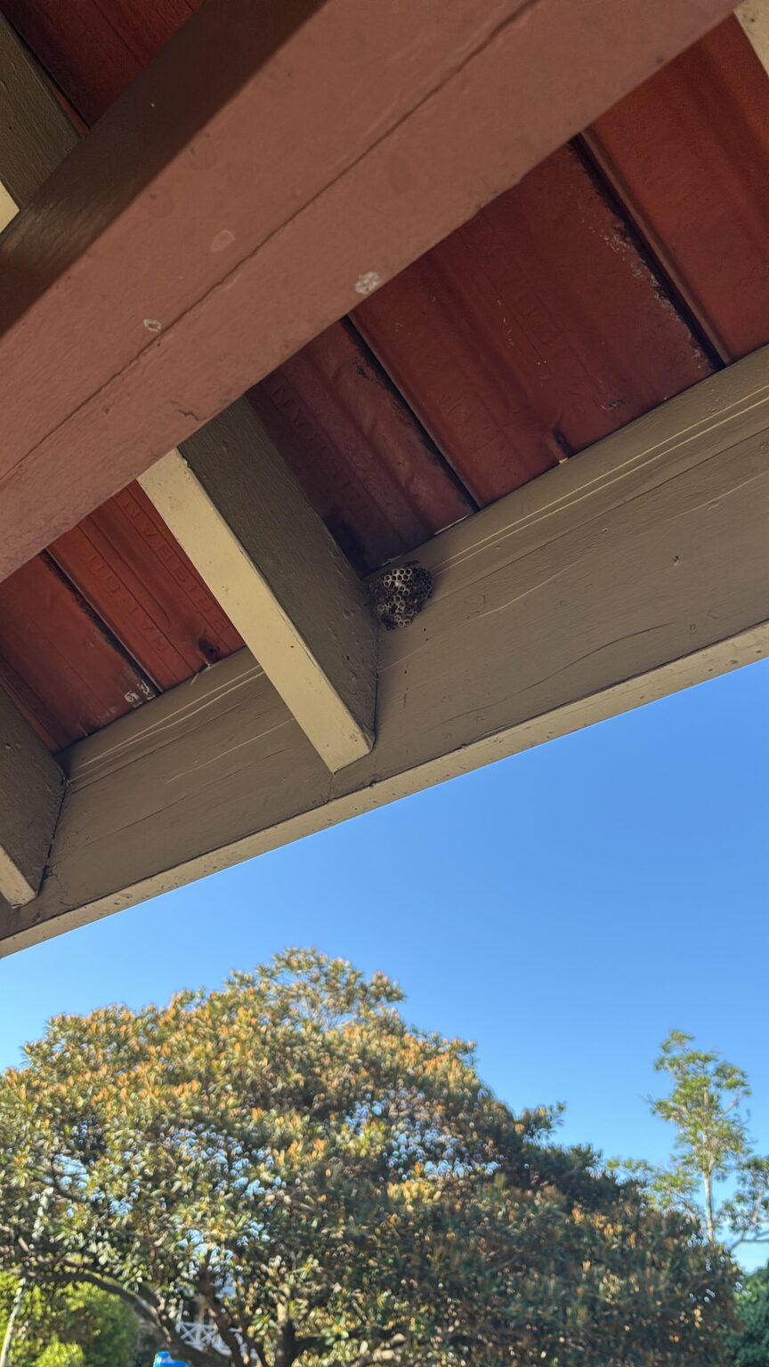 Wasp nest on a bus stop help